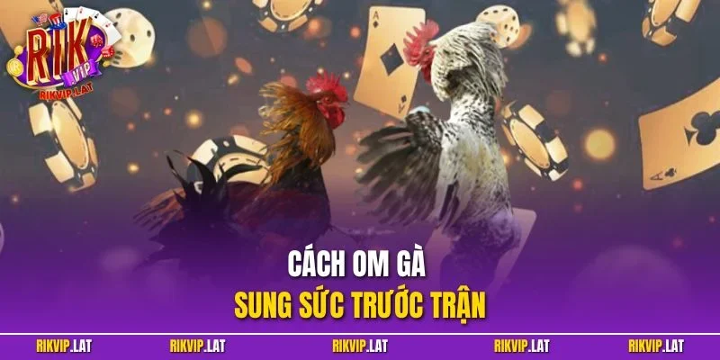 Cách Om Gà Sung Sức Trước Trận – Bí Quyết Từ Cao Thủ RIKVIP